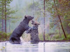 Tapeta National Geographic 439.jpg
